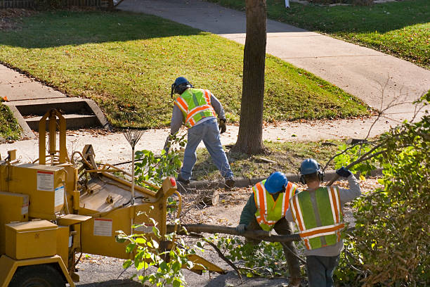 Seasonal Cleanup (Spring/Fall) in Conestee, SC