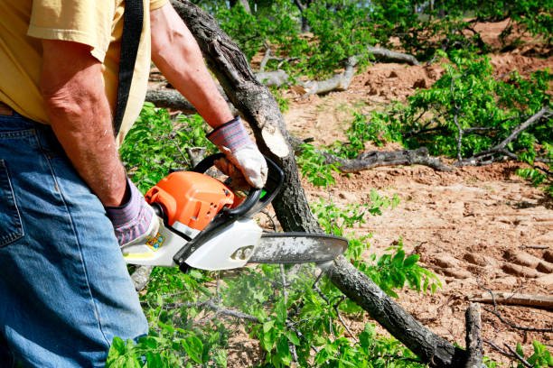 Best Lawn Grading and Leveling  in Conestee, SC